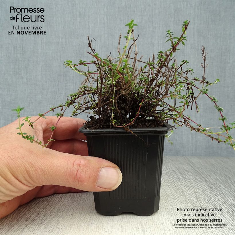 Exemplar von Korsischer Thymian - Thymus herba-barona Kleine Töpfe von 8/9 cm wie im Herbst geliefert