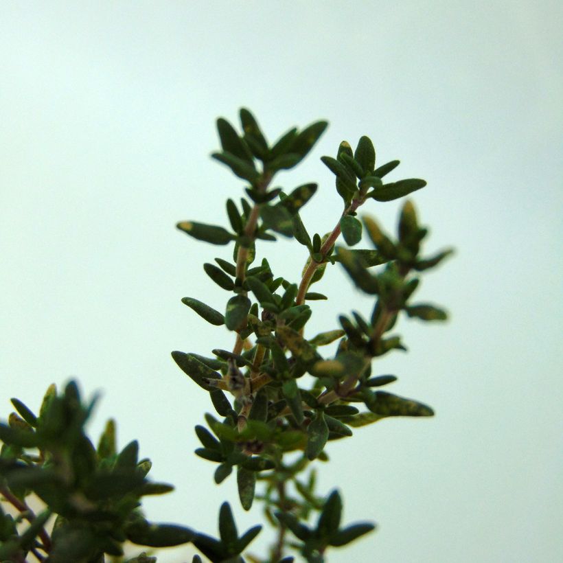 Thymus vulgaris - Echter Thymian (Laub)
