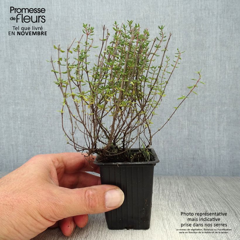 Exemplar von Thymus vulgaris - Echter Thymian Kleine Töpfe von 7/8 cm wie im Herbst geliefert