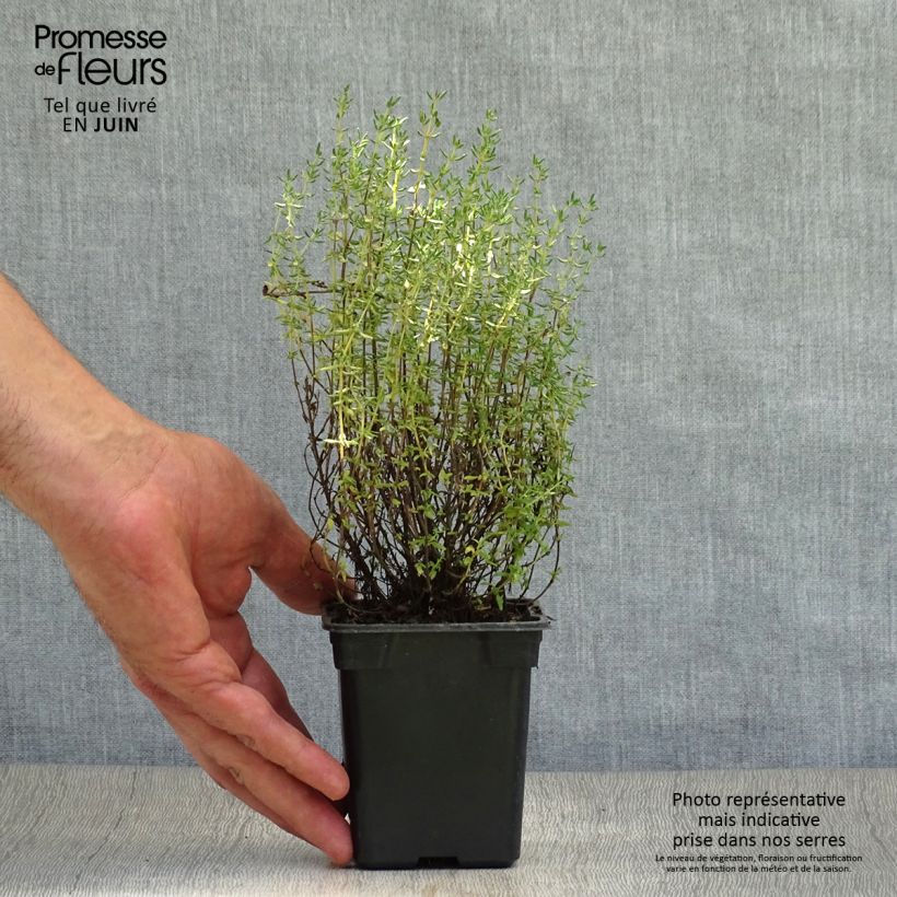 Exemplar von Thymus vulgaris - Echter Thymian Kleine Töpfe von 7/8 cm wie im Sommer geliefert