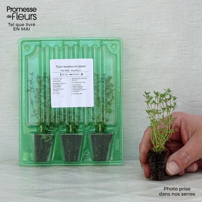 Example of Thymian - Thymus x faustinoi Mini-Plug Ø 3/4 cm as you get in printemps