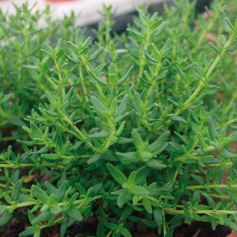 Thymian - Thymus x faustinoi (Foliage)