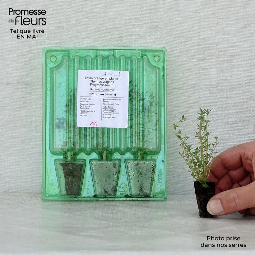 Example of Echter Thymian Fragrantissimus - Thymus vulgaris Mini-Plug Ø 3/4 cm as you get in printemps