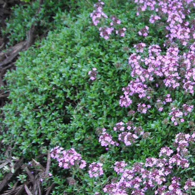 Frühblühender Thymian Coccineus - Thymus praecox (Foliage)