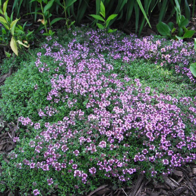 Frühblühender Thymian Coccineus - Thymus praecox (Plant habit)