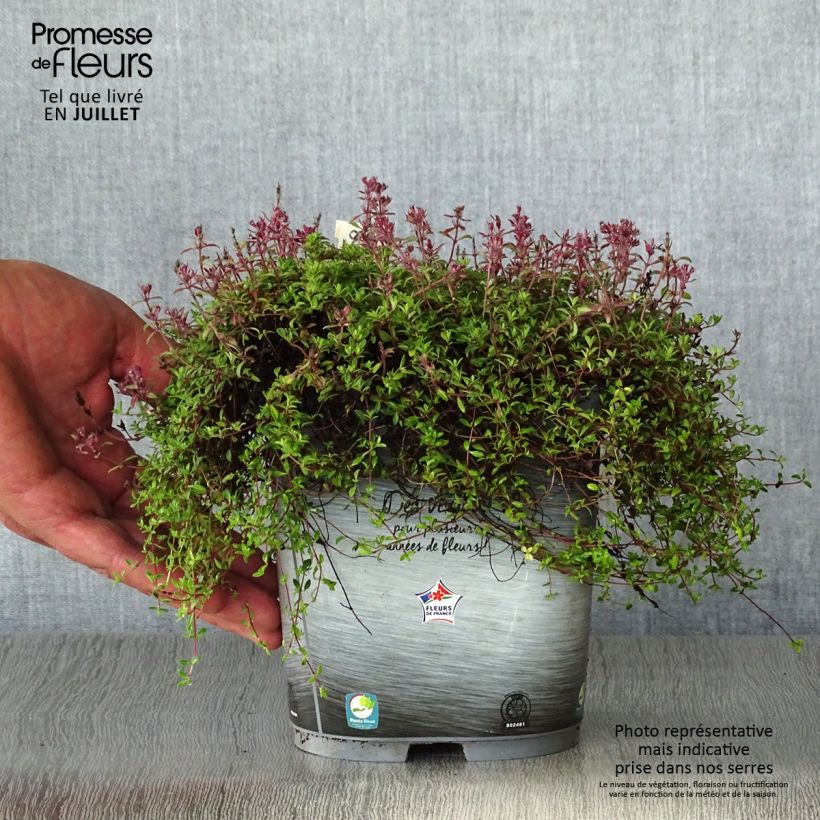 Exemplar von Frühblühender Thymian Coccineus - Thymus praecox Topf mit 2L/3L wie im Sommer geliefert