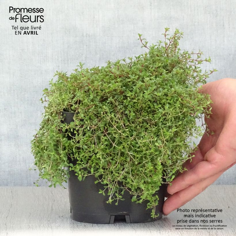 Example of Frühblühender Thymian Coccineus - Thymus praecox Topf mit 2L/3L as you get in printemps