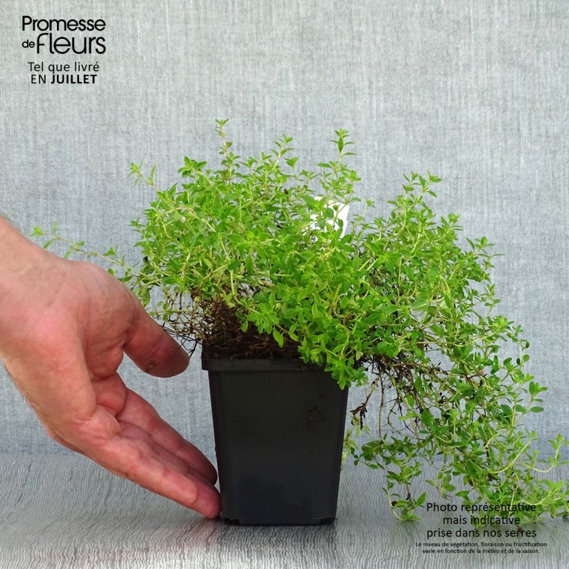Exemplar von Frühblühender Thymian Purple Beauty - Thymus praecox Kleine Töpfe von 8/9 cm wie im Sommer geliefert