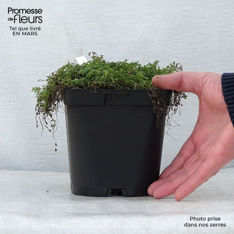 Example of Frühblühender Thymian Albiflorus - Thymus praecox Topf mit 2L/3L as you get in printemps