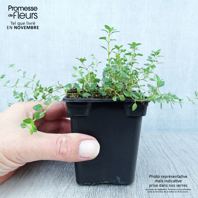 Exemplar von Sand-Thymian oder Feld-Thymian - Thymus serpyllum Kleine Töpfe von 7/8 cm wie im Herbst geliefert
