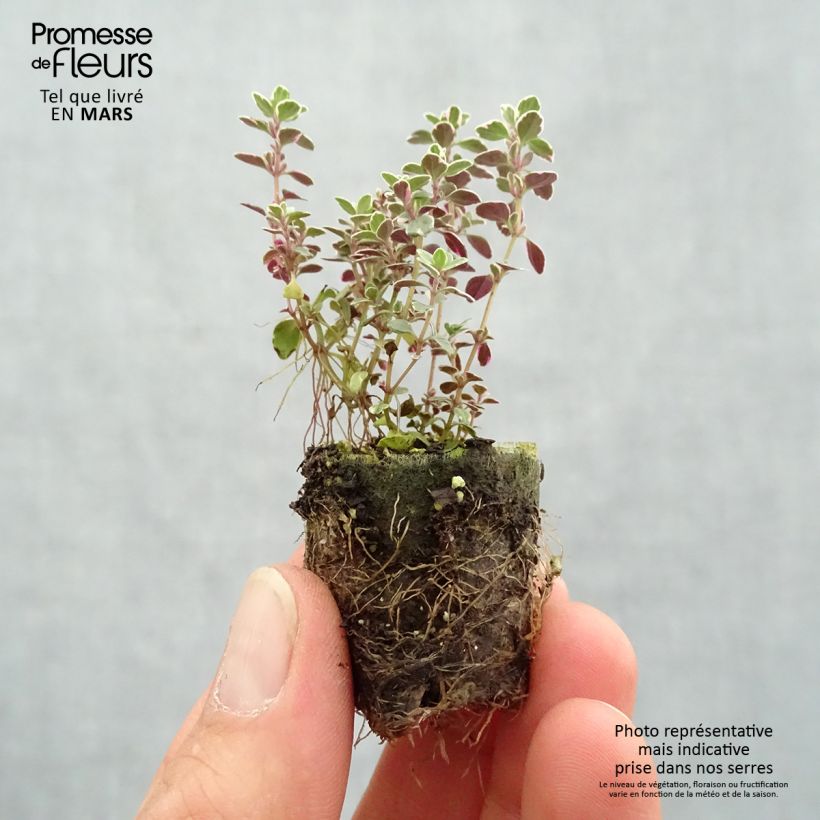 Exemplar von Thymian Sparkling Bright - Thymus Mini-Plug Ø 3/4 cm wie im Frühjahr geliefert