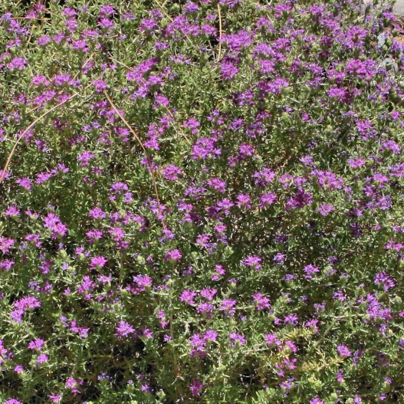 Thymus capitatus (Pflanzen) (Flowering)