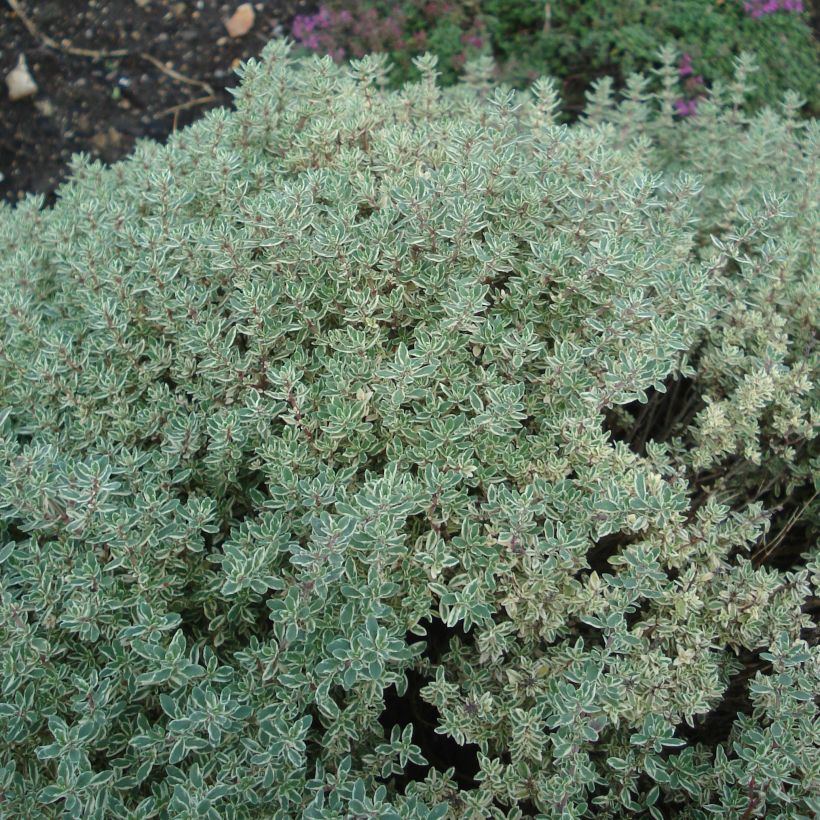 Zitronen-Thymian Silver Queen - Thymus x citriodorus (Wuchs)