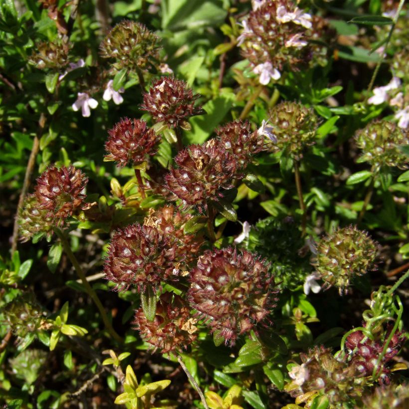 Thymian - Thymus nitens (Flowering)