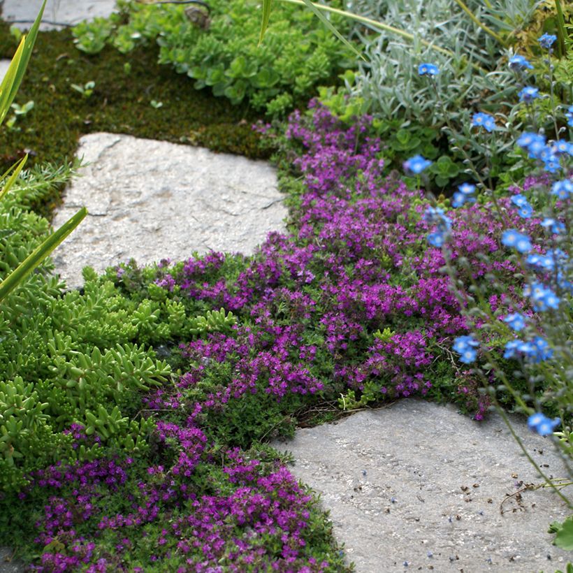 Frühblühender Thymian Bressingham - Thymus praecox (Wuchs)