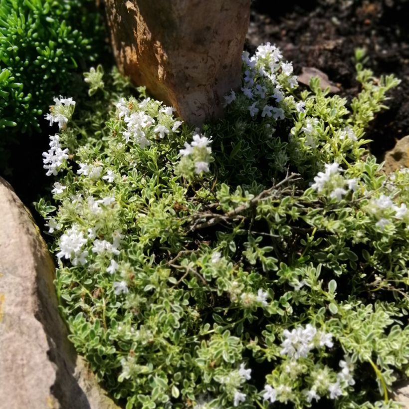 Frühblühender Thymian Highland Cream - Thymus praecox (Wuchs)