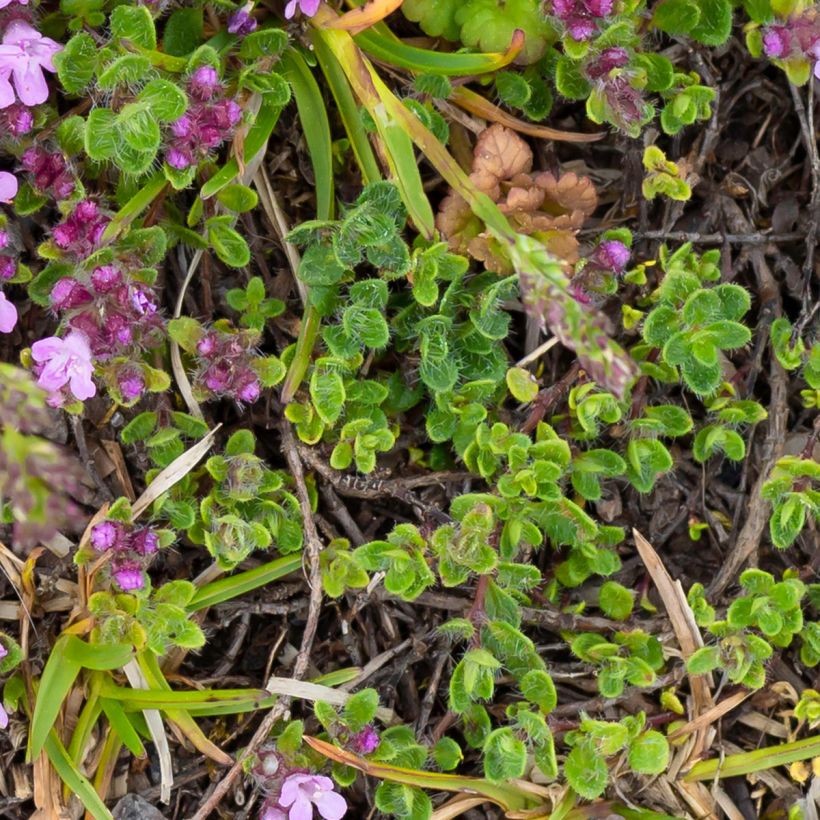 Frühblühender Thymian Minor - Thymus praecox (Laub)