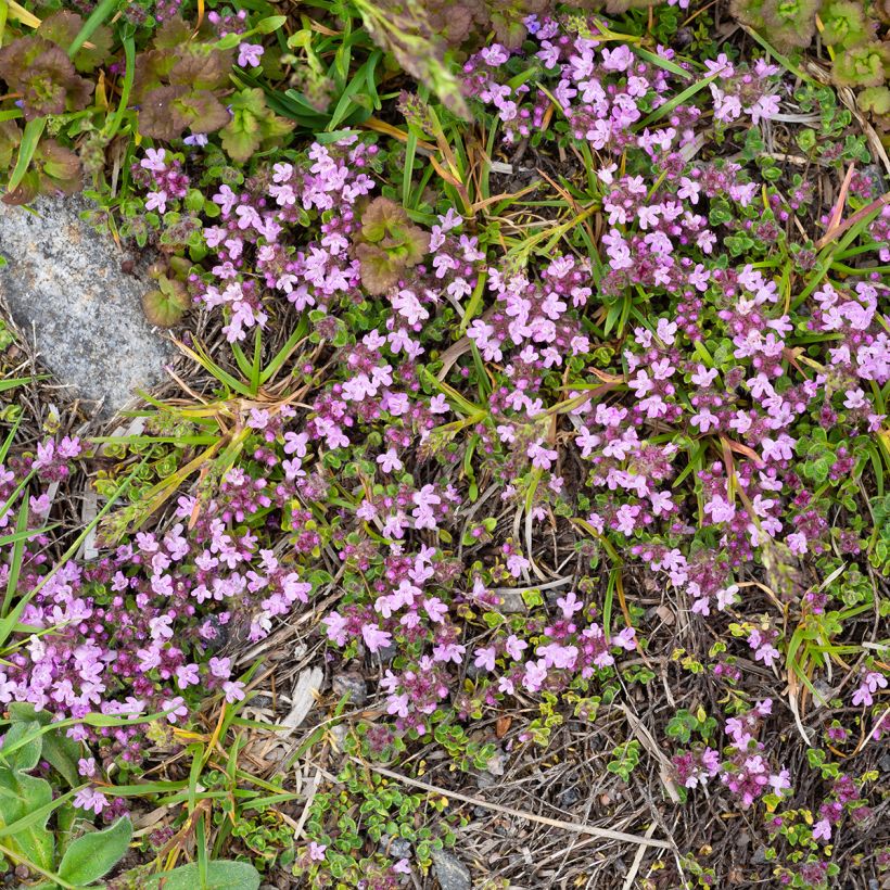 Frühblühender Thymian Minor - Thymus praecox (Wuchs)