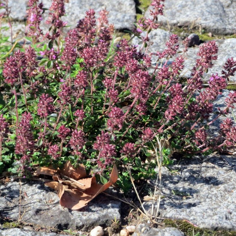Breitblättriger Thymian Splendens - Thymus pulegioides (Wuchs)