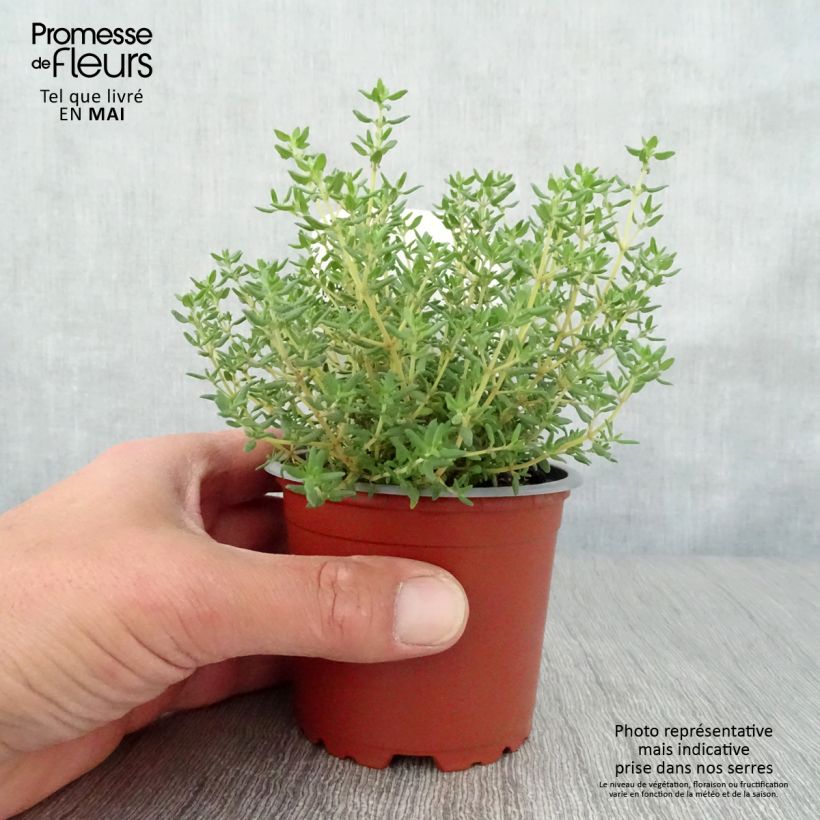 Exemplar von Echter Thymian Compactus Bio - Thymus vulgaris Topf 10 cm/11cm wie im Frühjahr geliefert