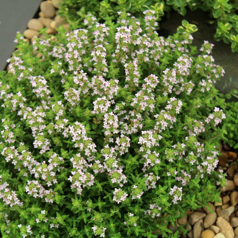 Echter Thymian Compactus Bio - Thymus vulgaris (Wuchs)