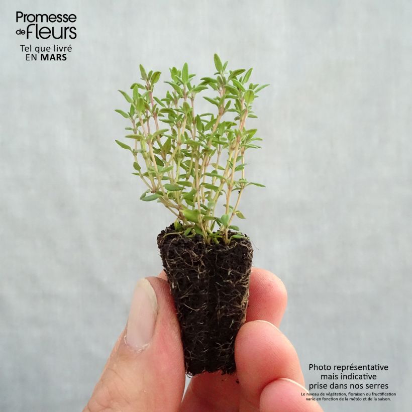 Exemplar von Echter Thymian Compactus Bio - Thymus vulgaris Mini-Plug Ø 3/4 cm wie im Frühjahr geliefert