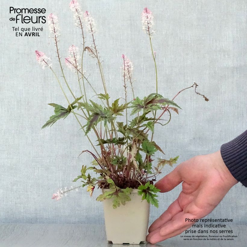 Exemplar von Tiarella Angel Wings - Schaumblüte Kleine Töpfe von 8/9 cm wie im Frühjahr geliefert