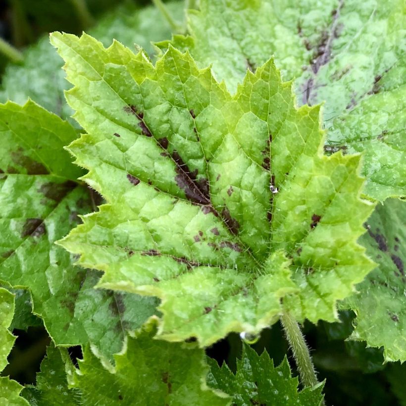Tiarella cordifolia Appalachian Trail - Wald-Schaumblüte (Foliage)