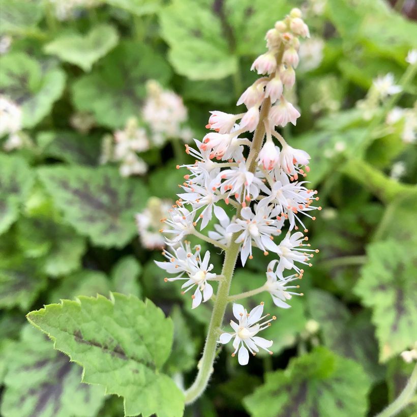 Tiarella cordifolia Appalachian Trail - Wald-Schaumblüte (Flowering)