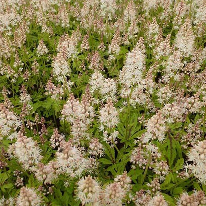 Tiarella Arpeggio - Schaumblüte (Blüte)