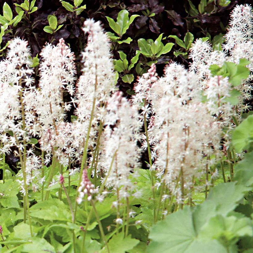 Tiarella Crow Feather - Schaumblüte (Blüte)
