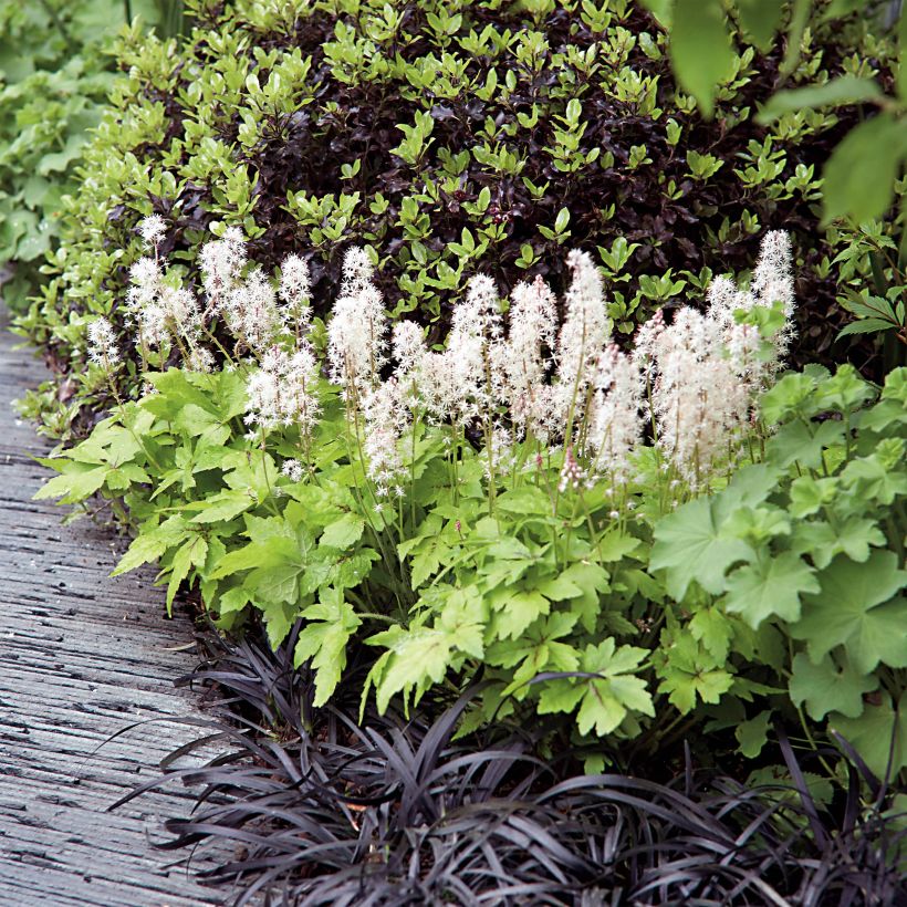 Tiarella Crow Feather - Schaumblüte (Wuchs)