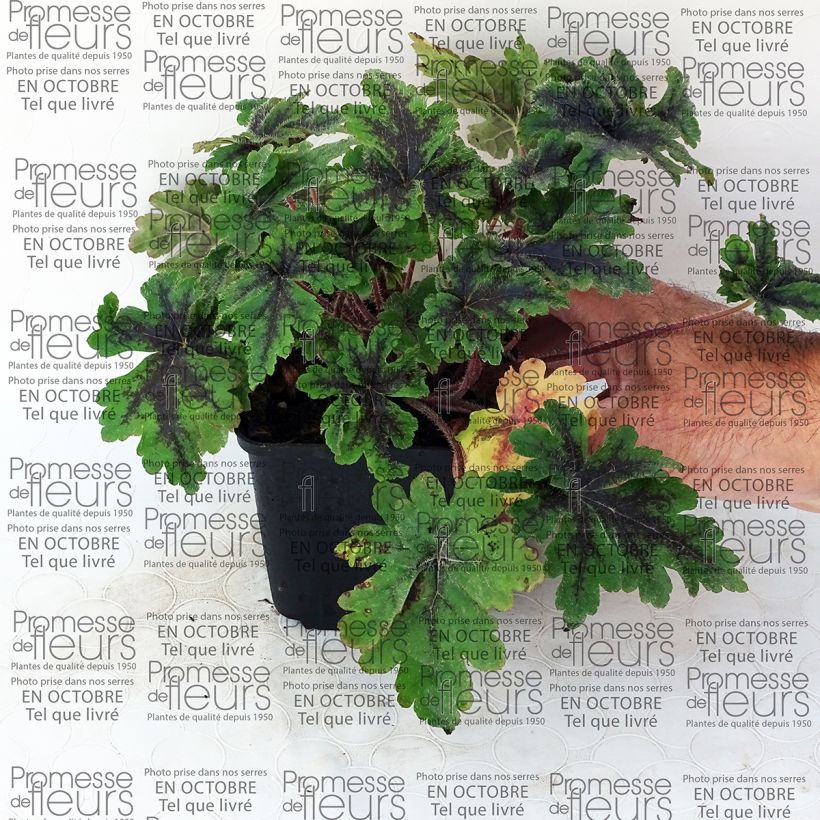 Beispiel eines Exemplars von Tiarella Crow Feather - Schaumblüte Kleine Töpfe von 8/9 cm wie geliefert