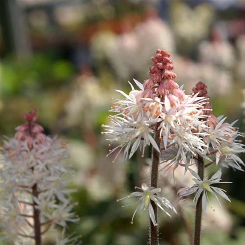 Tiarella Spring Symphony - Schaumblüte (Flowering)