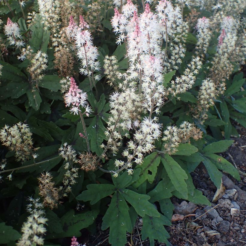 Tiarella Spring Symphony - Schaumblüte (Plant habit)