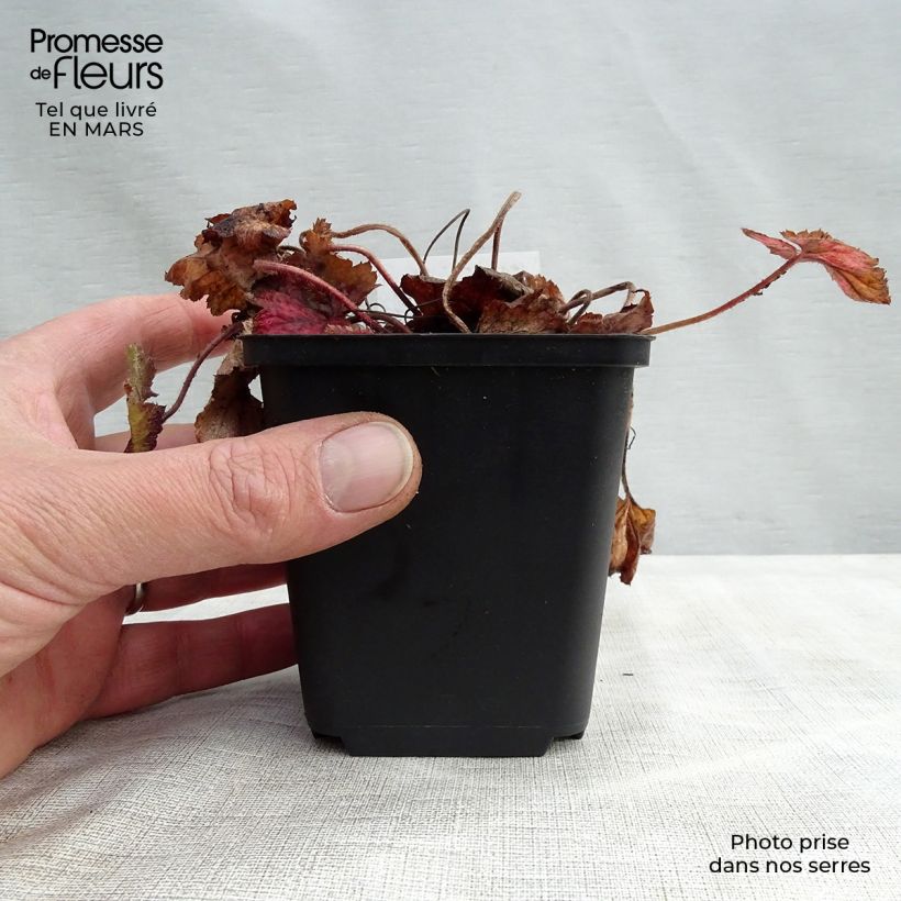 Exemplar von Tiarella cordifolia Brandywine - Wald-Schaumblüte Kleine Töpfe von 8/9 cm wie im Frühjahr geliefert