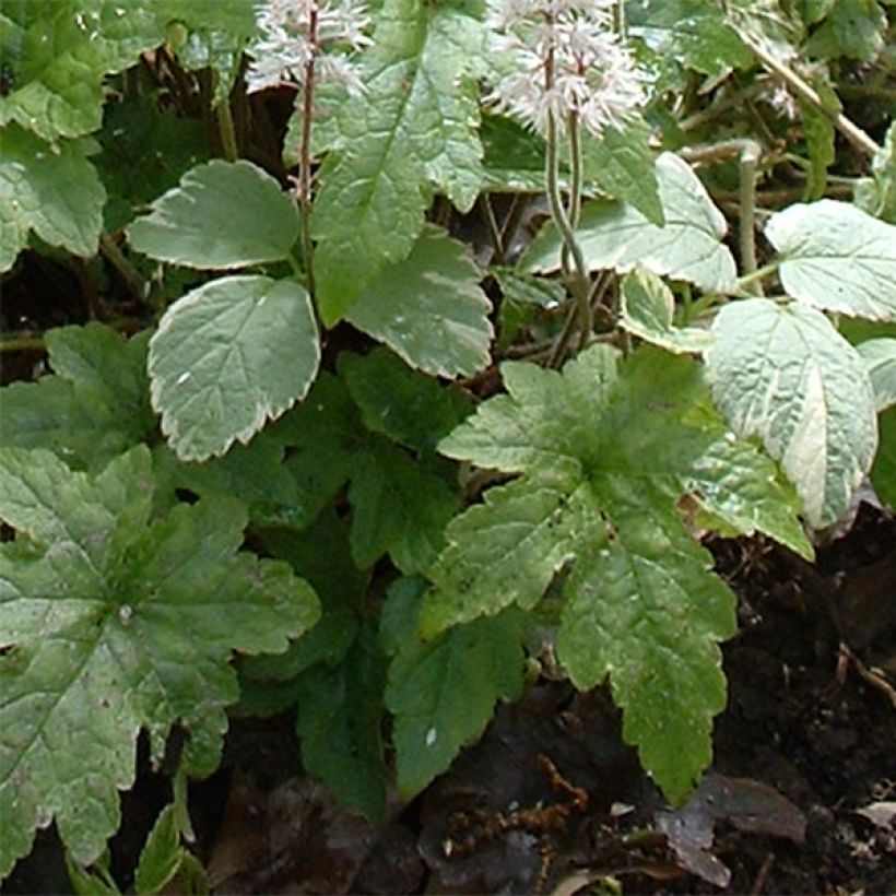 Tiarella cordifolia Pink Brushes - Wald-Schaumblüte (Laub)