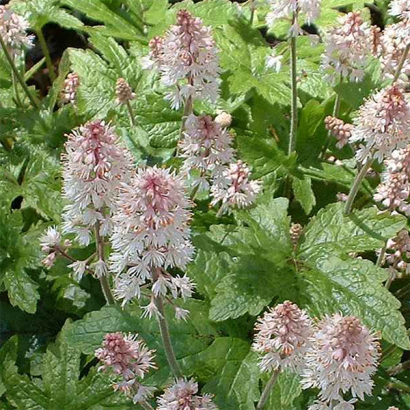Tiarella cordifolia Pink Brushes - Wald-Schaumblüte (Blüte)