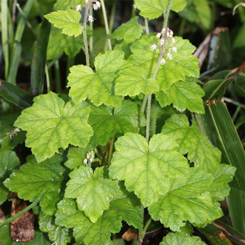 Tiarella polyphylla - Vielblättrige Schaumblume (Wuchs)