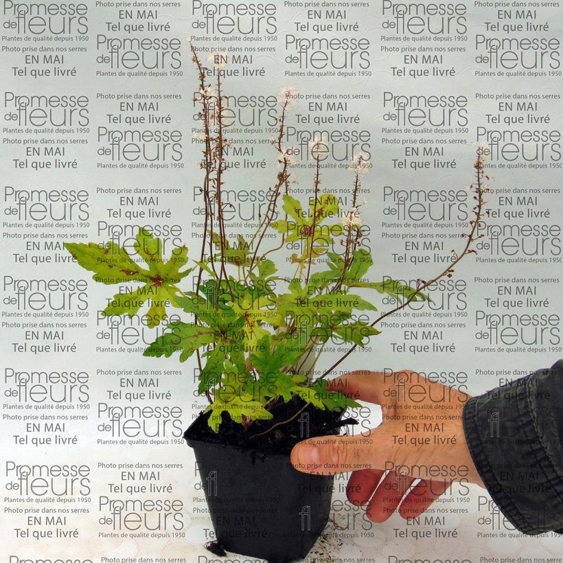 Beispiel eines Exemplars von Tiarella Arpeggio - Schaumblüte Kleine Töpfe von 8/9 cm wie geliefert