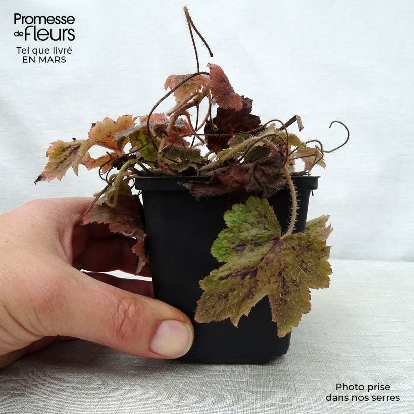 Exemplar von Tiarella Running Tiger - Schaumblüte Kleine Töpfe von 8/9 cm wie im Frühjahr geliefert
