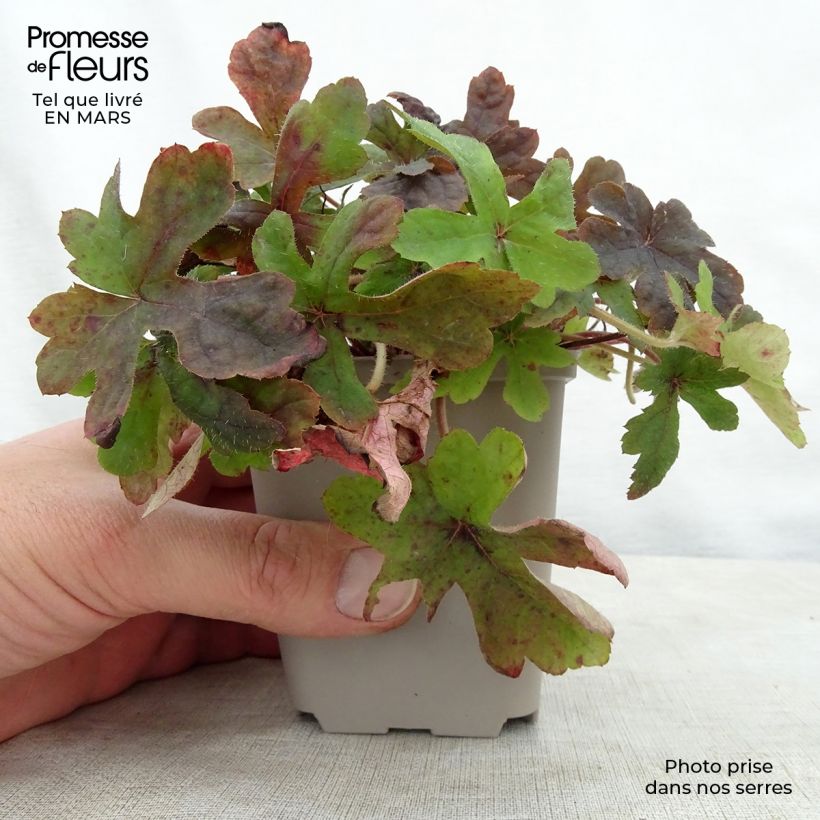 Example of Tiarella Spring Symphony - Schaumblüte Kleine Töpfe von 8/9 cm as you get in printemps