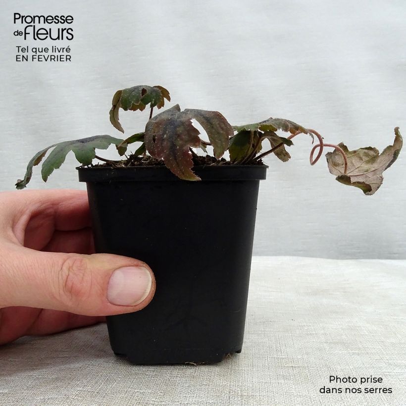 Example of Tiarella cordifolia Mint Chocolate - Wald-Schaumblüte Kleine Töpfe von 8/9 cm as you get in hiver