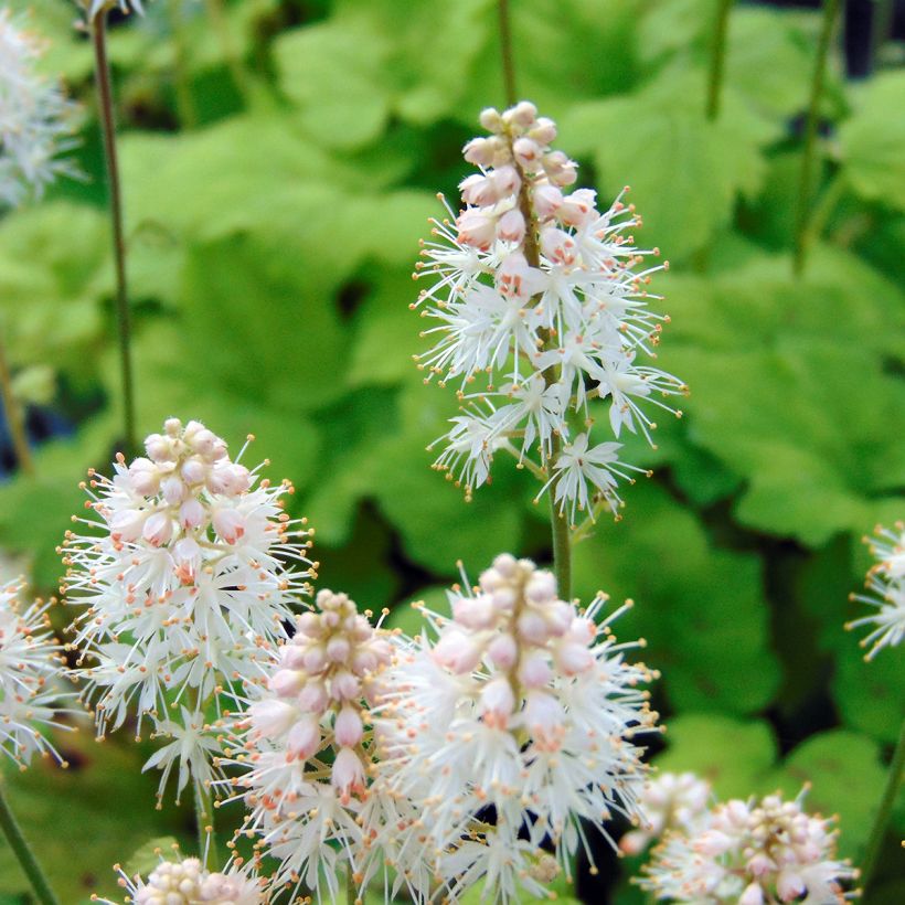 Tiarella cordifolia Moorgrun - Wald-Schaumblüte (Blüte)