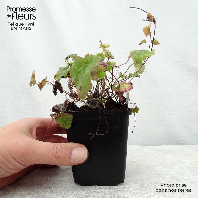 Exemplar von Tiarella cordifolia Moorgrun - Wald-Schaumblüte Kleine Töpfe von 8/9 cm wie im Frühjahr geliefert