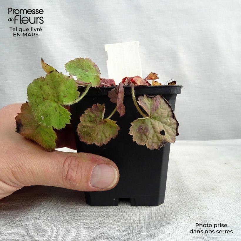 Exemplar von Tiarella cordifolia - Wald-Schaumblüte Kleine Töpfe von 8/9 cm wie im Frühjahr geliefert