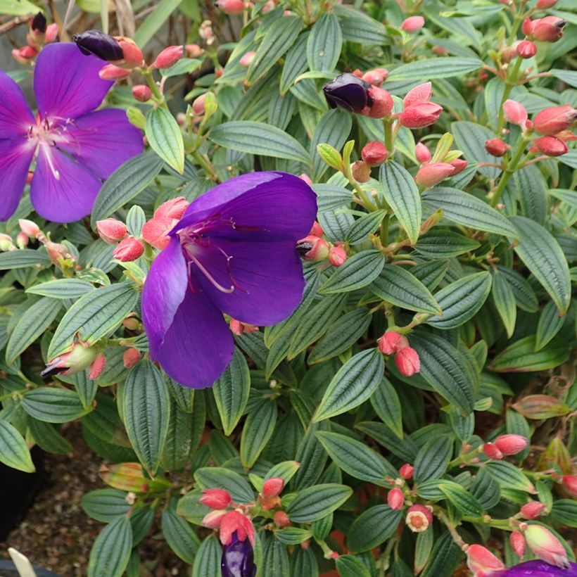 Tibouchina Groovy baby - Tibouchine (Wuchs)