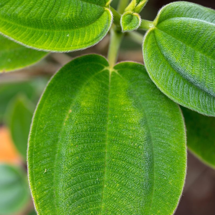 Tibouchina semidecandra - Tibouchine (Foliage)