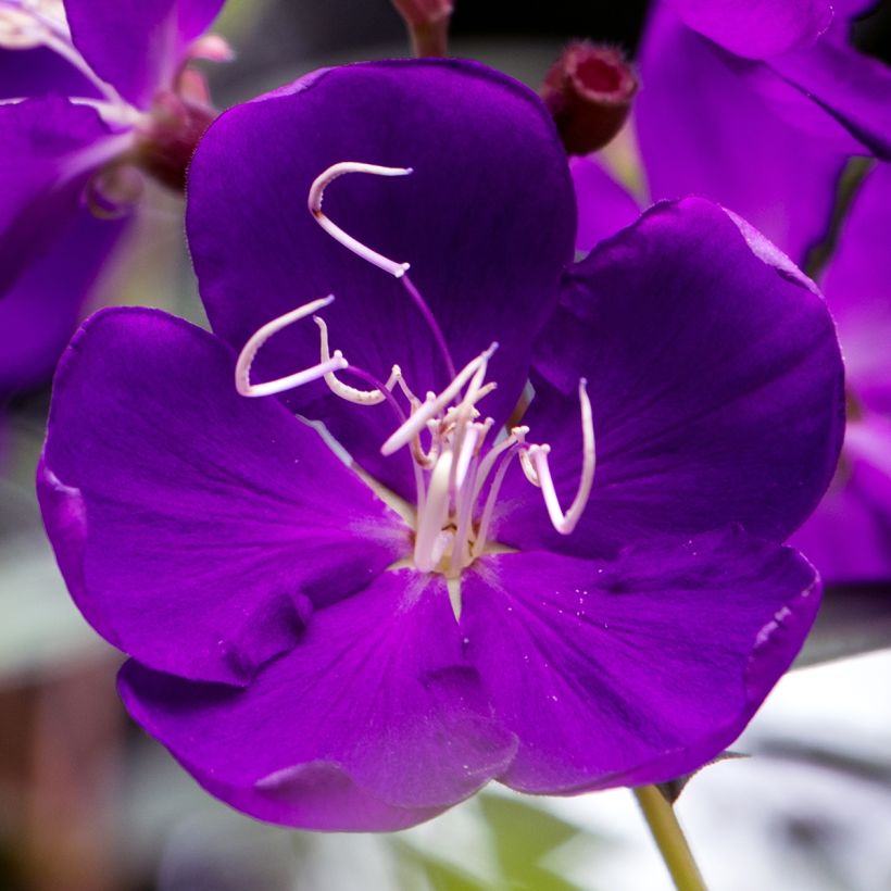 Tibouchina semidecandra - Tibouchine (Flowering)