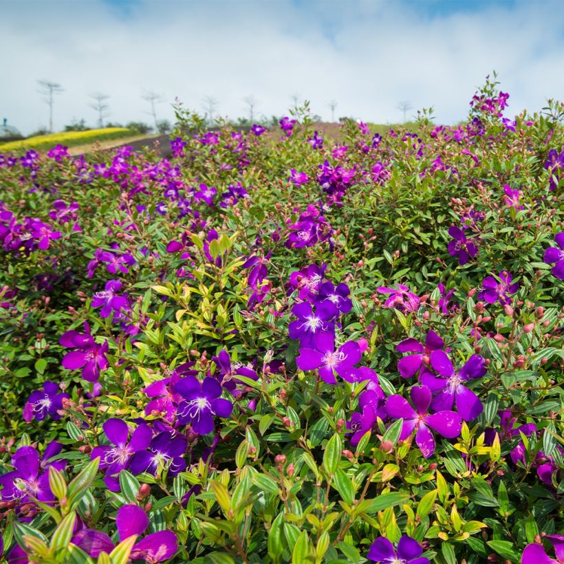 Tibouchina semidecandra - Tibouchine (Plant habit)